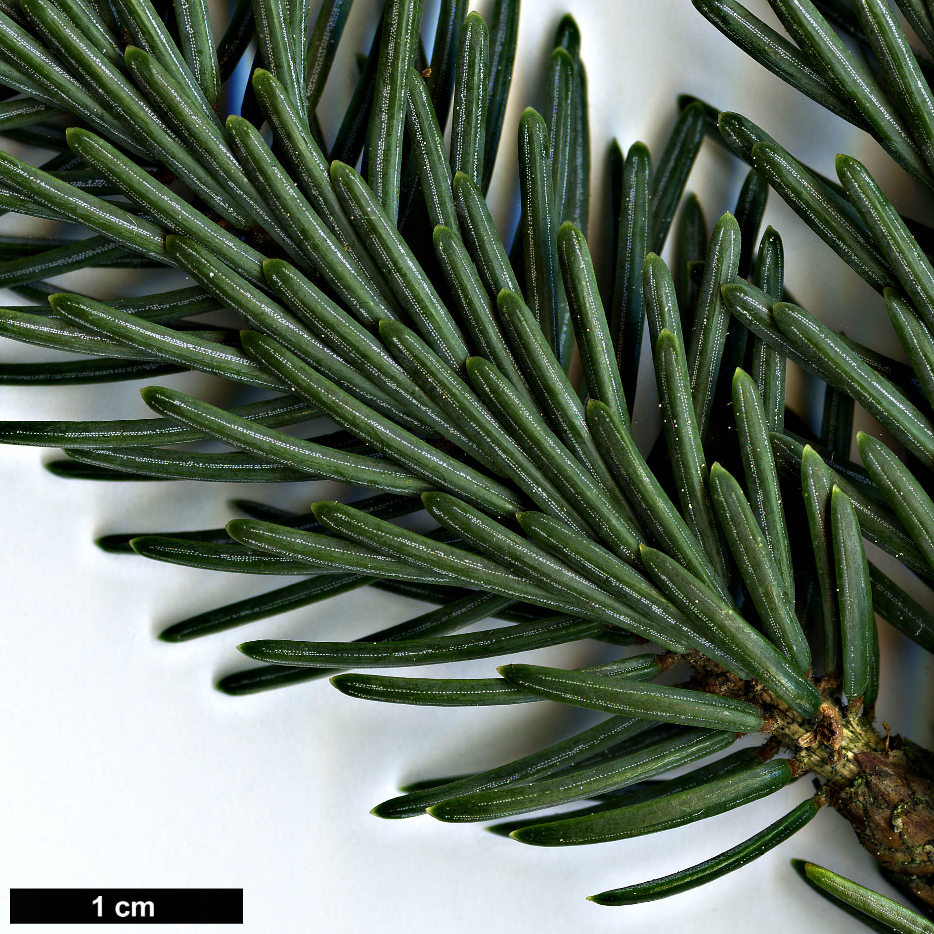 High resolution image: Family: Pinaceae - Genus: Picea - Taxon: likiangensis - SpeciesSub: var. rubescens